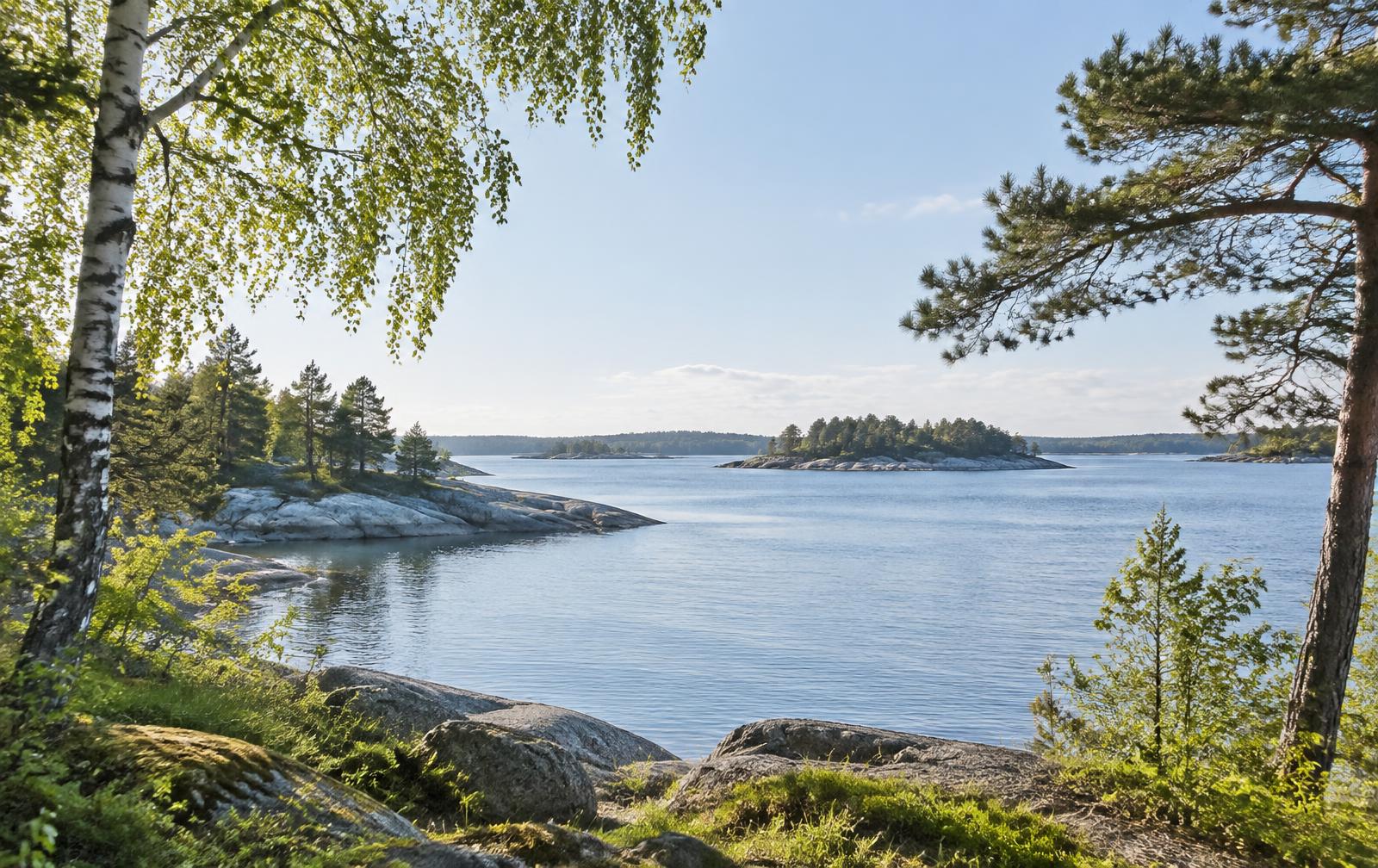 Lugn svensk skärgård med hav, björkar och tallar